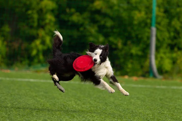 Frisbee para perros