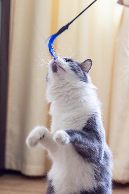 Juguete de vara para gatos
