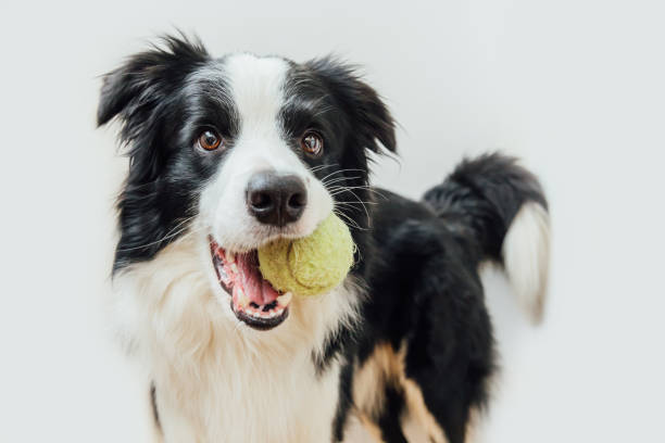 Pelota de tenis para perros