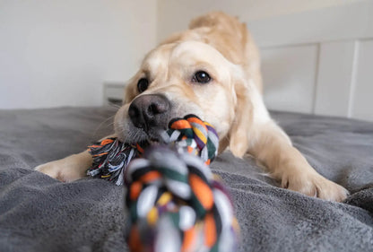 Juguete de cuerda para perro